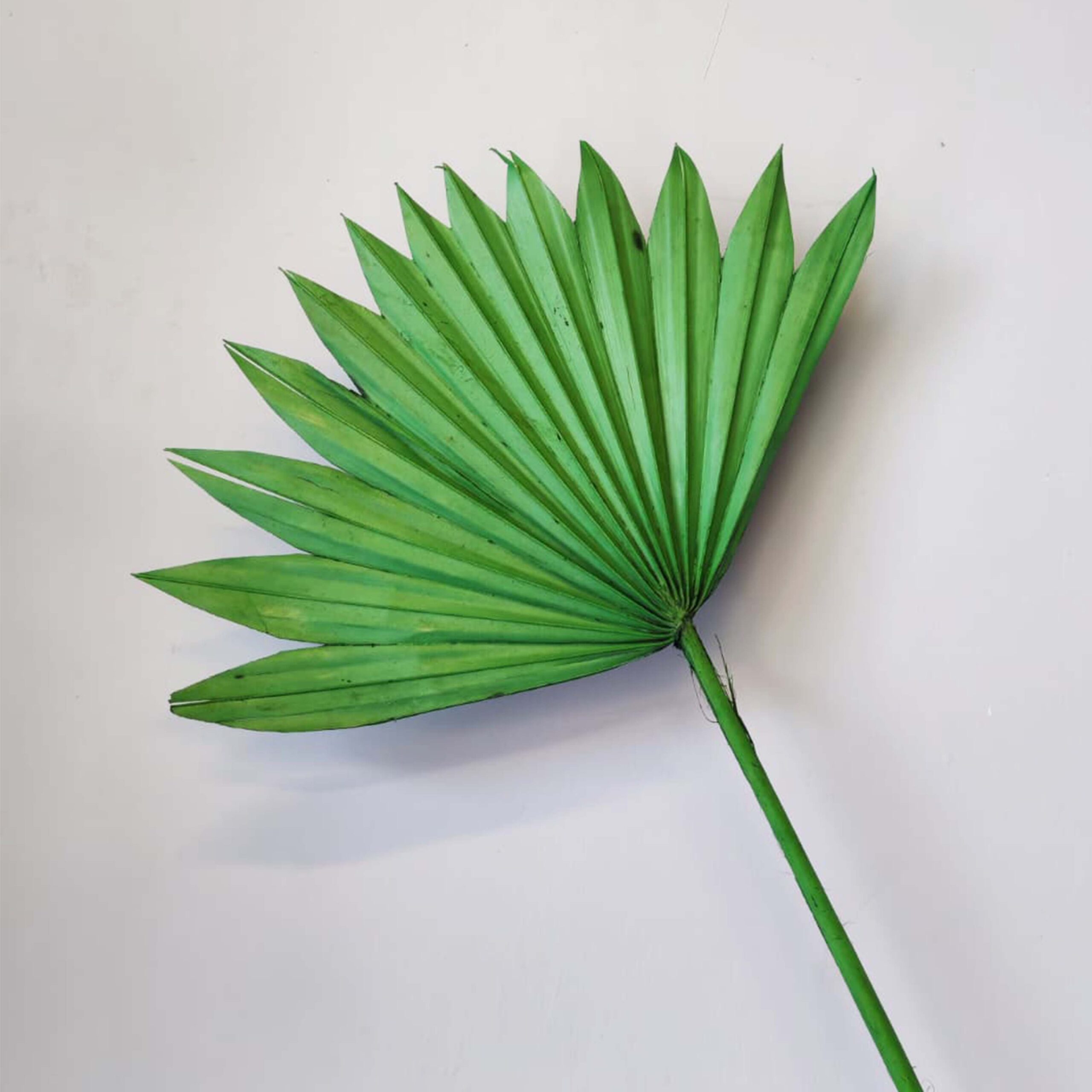 Palm Sun