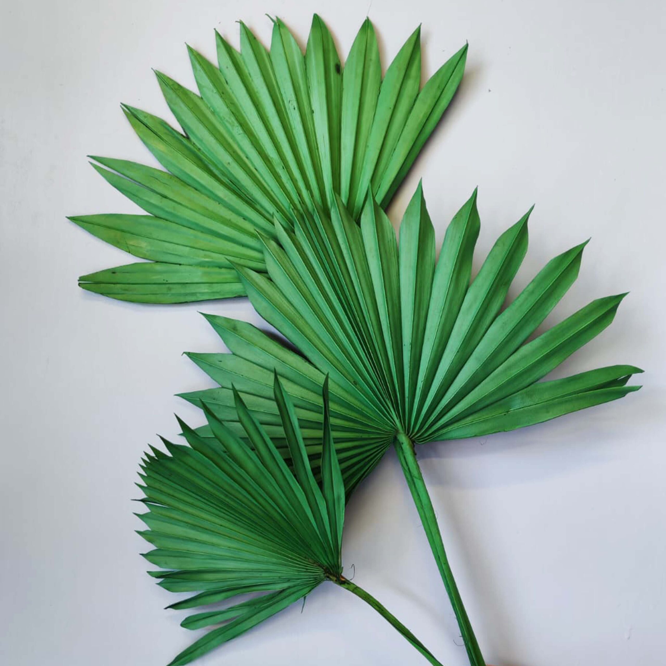 Palm Sun - immagine 2