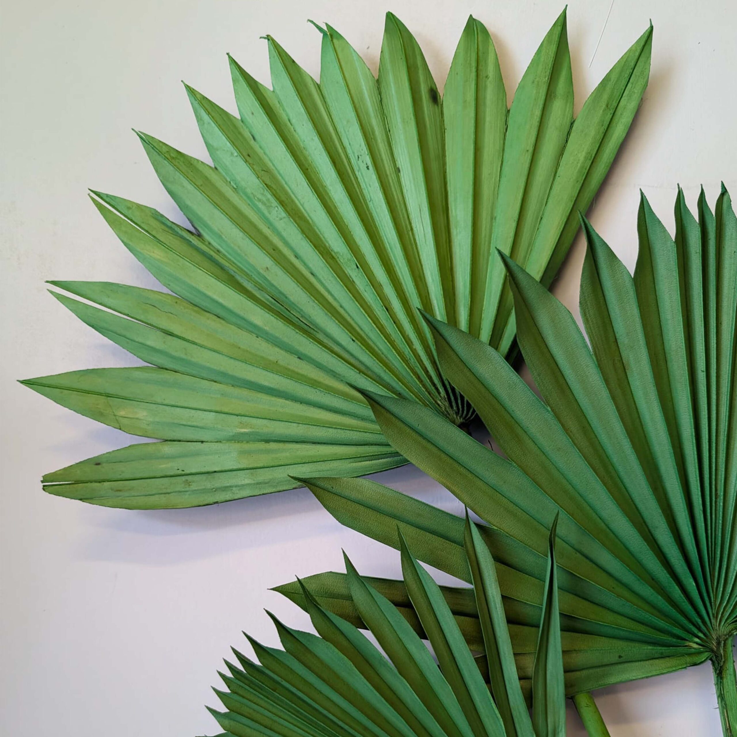 Palm Sun - immagine 4