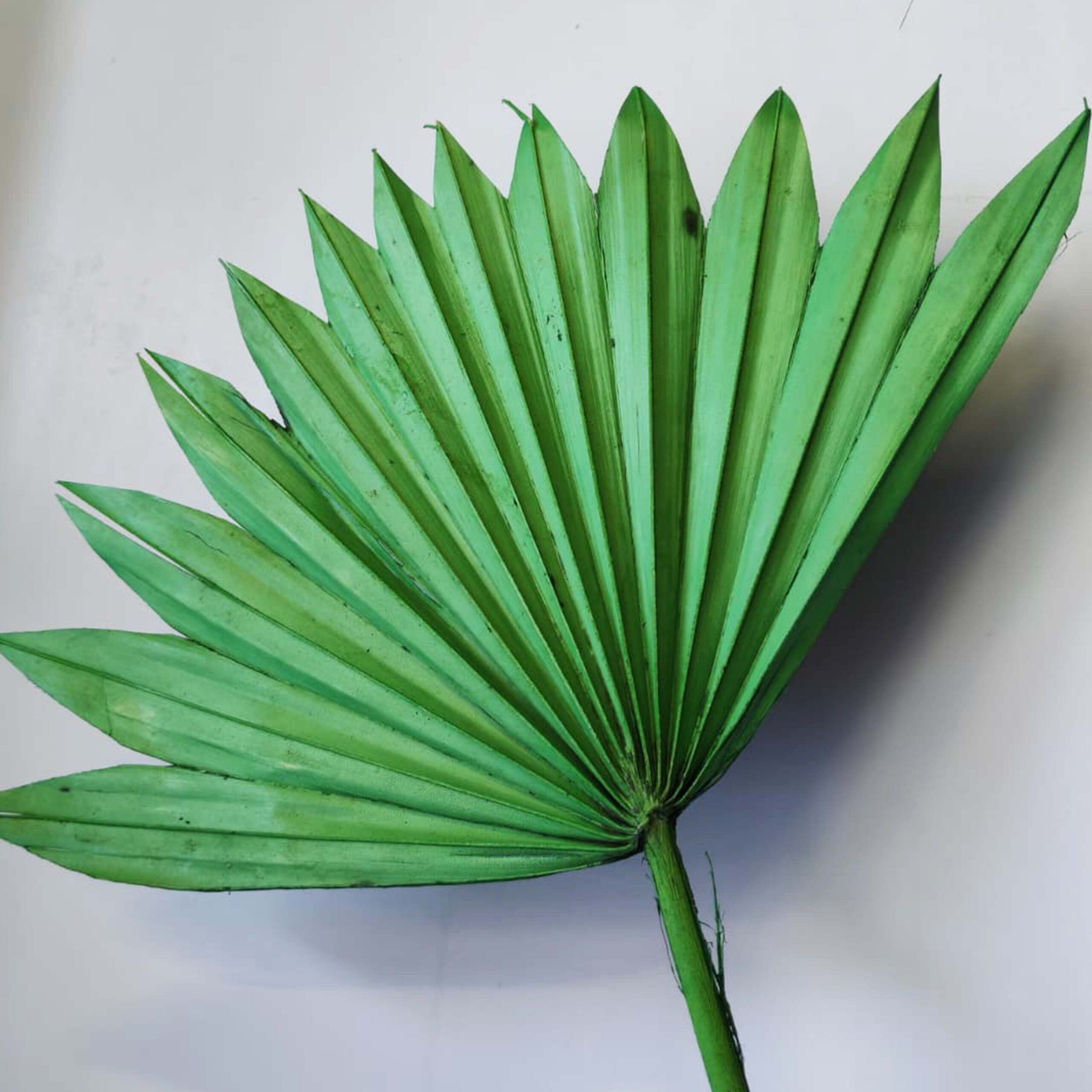 Palm Sun - immagine 5
