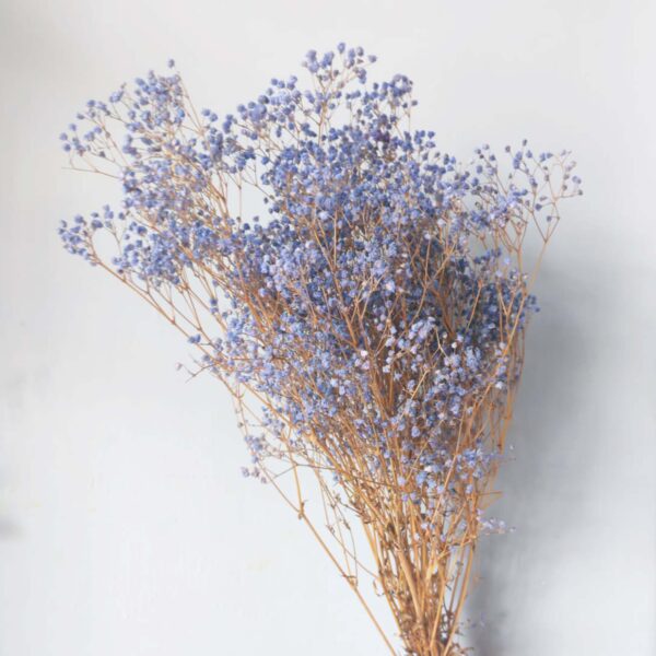 Gypsophila lilla pastello