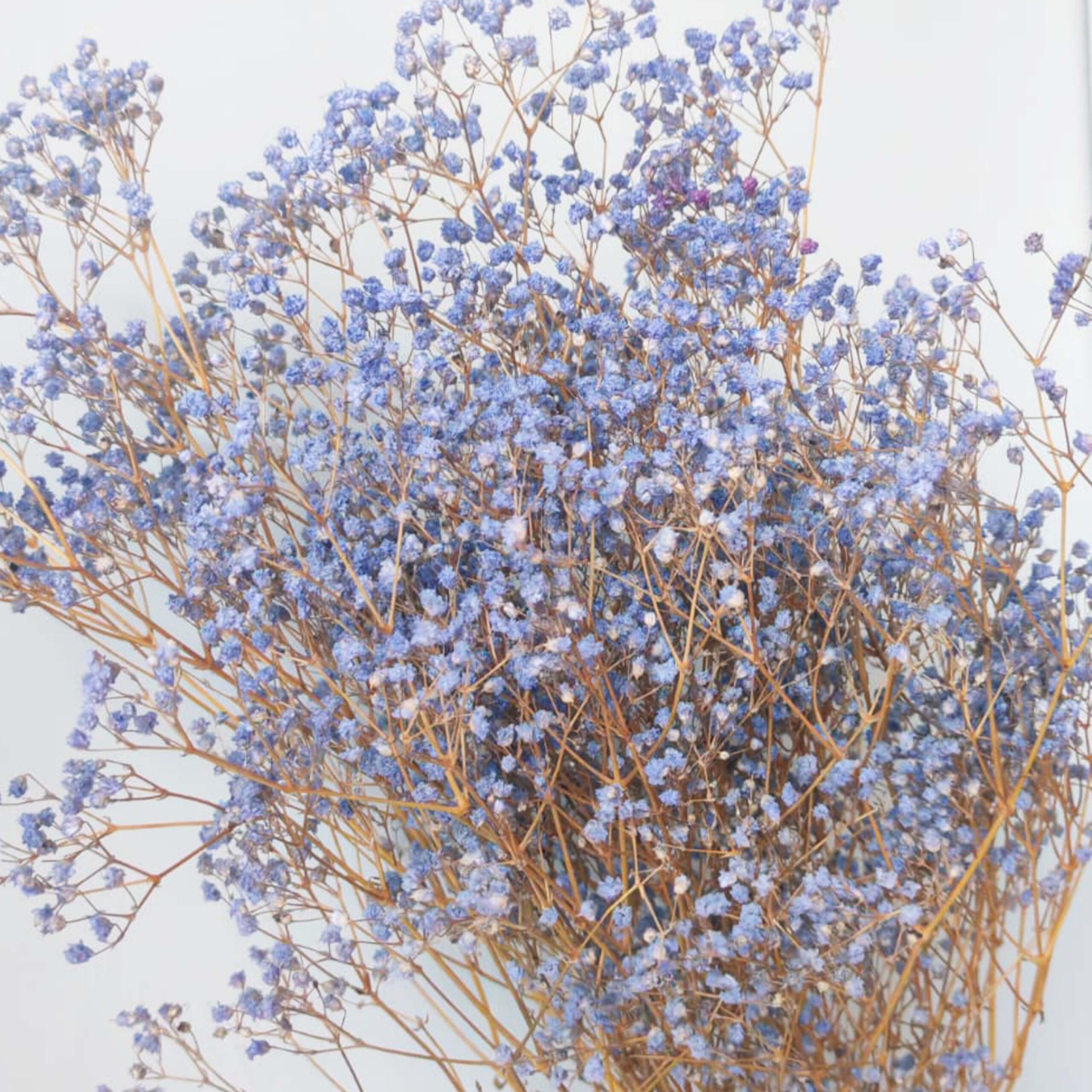 Gypsophila lilla pastello - immagine 2