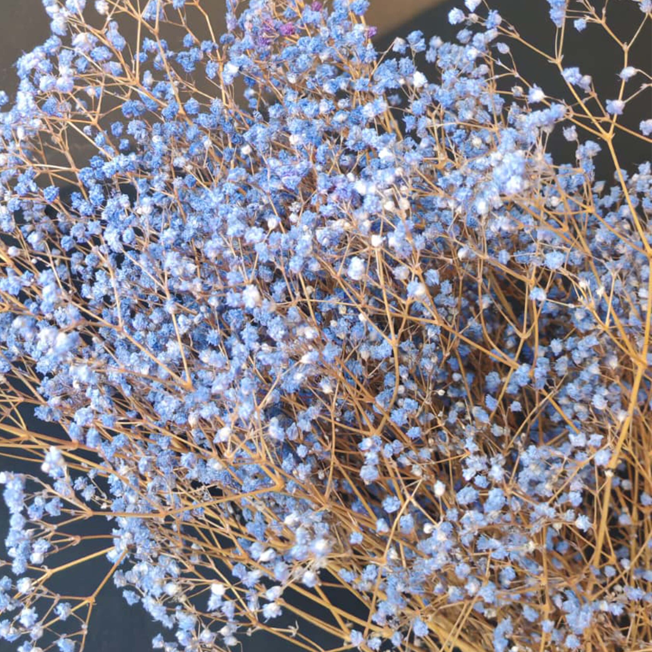 Gypsophila lilla pastello - immagine 4